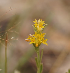 Pimelea curviflora