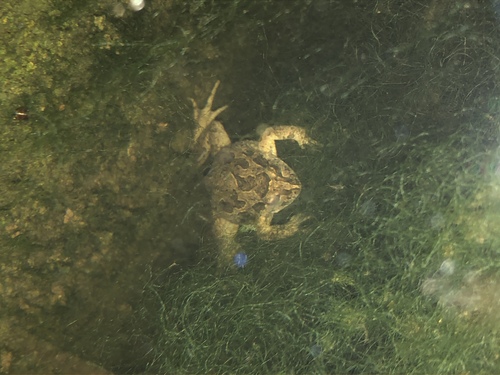 Iberian Painted Frog, Siero, Asturias, ES, photo 10 of 10