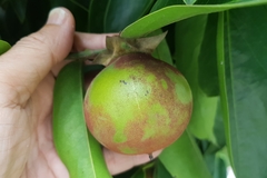 Diospyros malabarica