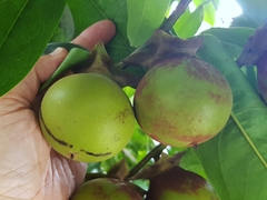 Diospyros malabarica