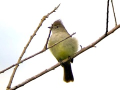 Elaenia flavogaster