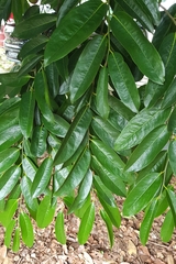 Diospyros malabarica