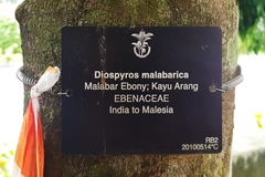 Diospyros malabarica