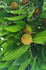 Diospyros malabarica