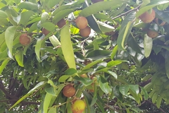 Diospyros malabarica