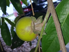 Diospyros malabarica