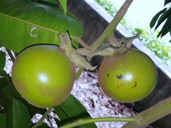 Diospyros malabarica