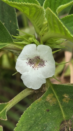 Sinningia schiffneri