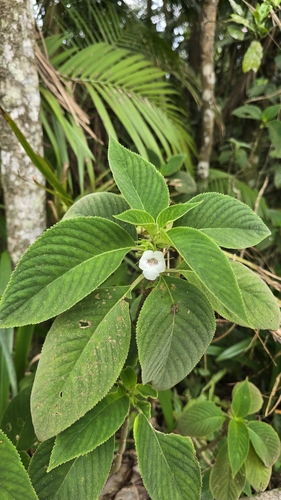 Sinningia schiffneri