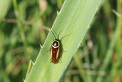 Pseudomops neglectus