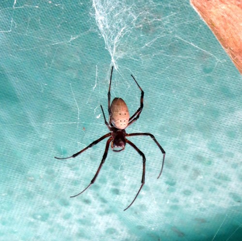 Madagascar Hermit Spider