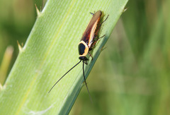 Pseudomops neglectus