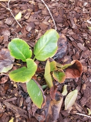 Bergenia
