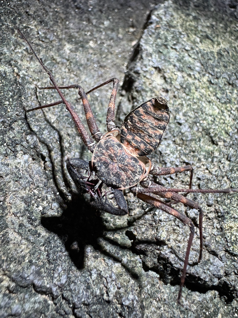 Lesser Antillean Whip Spider