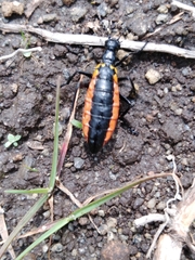 Pseudomeloe collegialis