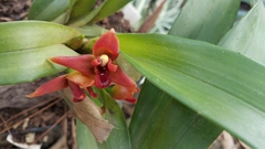 Maxillaria elatior