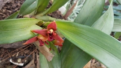 Maxillaria elatior