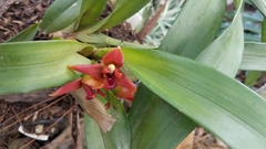 Maxillaria elatior
