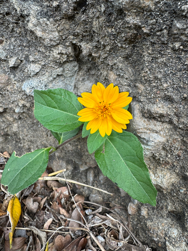 Coastal-Plain Creeping-Oxeye (Wedelia fruticosa)