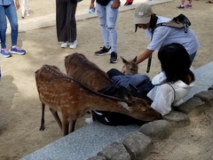 Cervus nippon