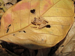 Ischnocnema henselii