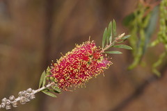 Melaleuca wimmerensis