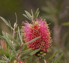 Melaleuca wimmerensis