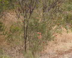 Melaleuca wimmerensis