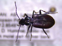 Bembidion planatum