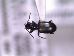 Bembidion mutatum