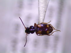 Bembidion quadrimaculatum