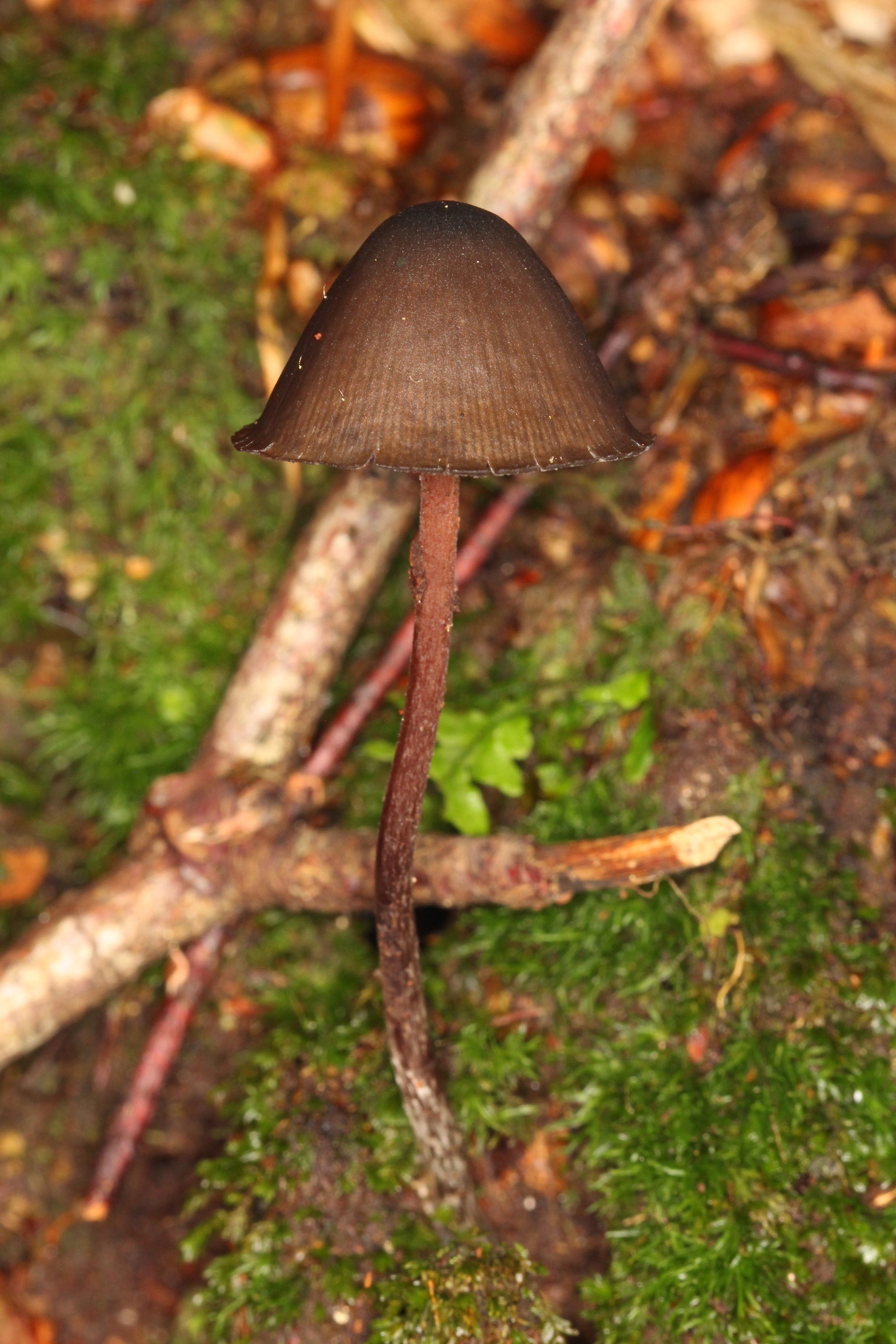 Psilocybe neoxalapensis image