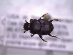 Onthophagus subaeneus
