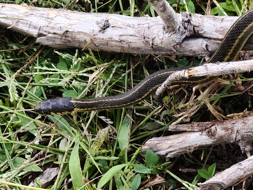 Mexican Wandering Garter Snake