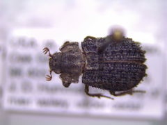 Trox variolatus