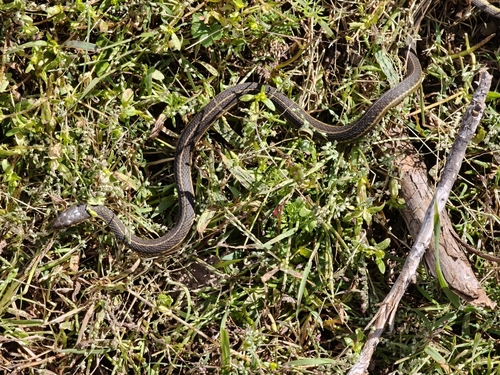 Mexican Wandering Garter Snake