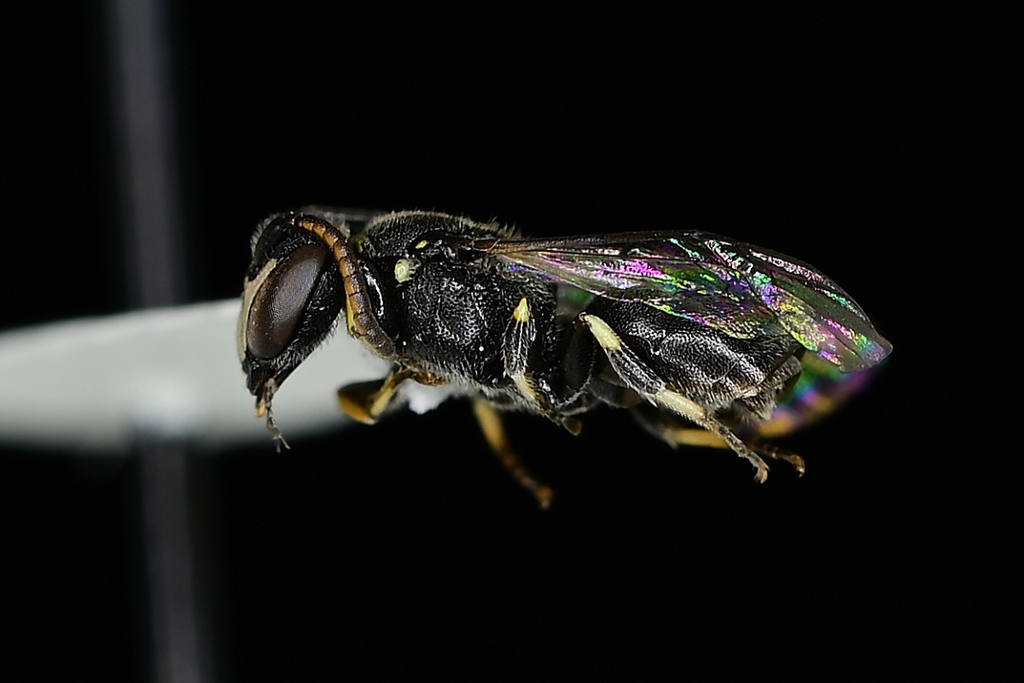 Hylaeus wootoni