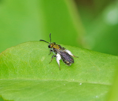 Caenohalictus