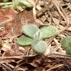 Tomostima platycarpa
