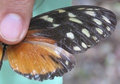 Heliconius hecale zuleika