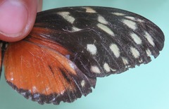 Heliconius hecale zuleika