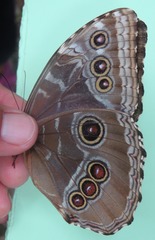 Morpho helenor narcissus