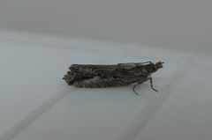 Strepsicrates ejectana