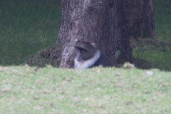 Cercopithecus mitis kolbi