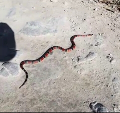 Micrurus nigrocinctus