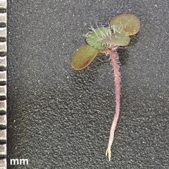 Tomostima platycarpa