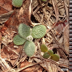 Tomostima platycarpa