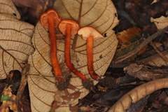 Lactarius strigosipes