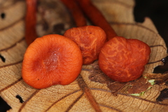 Lactarius strigosipes