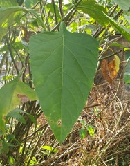 Critonia aromatisans